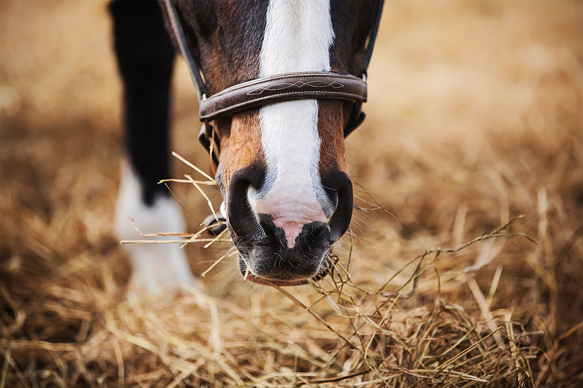 Equine