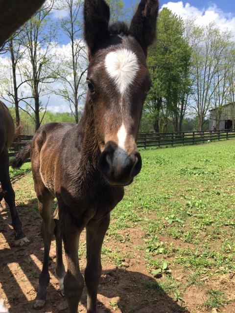 thoroughbred foal