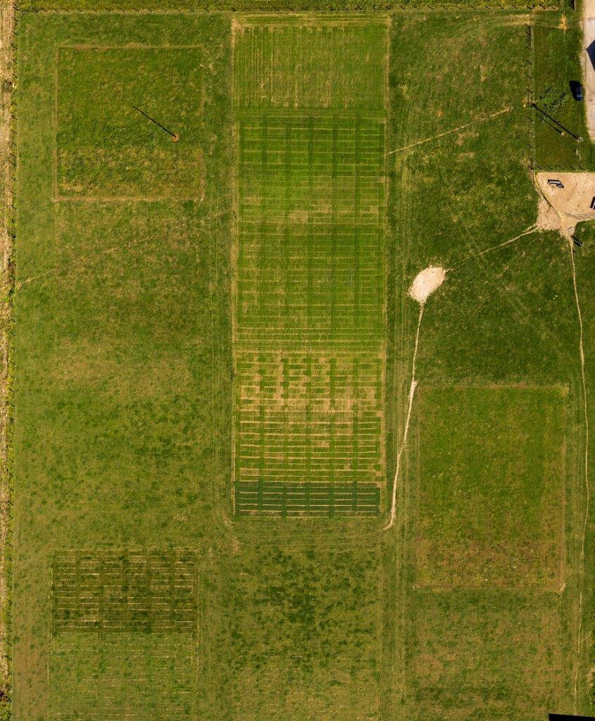 Forage Variety Trials