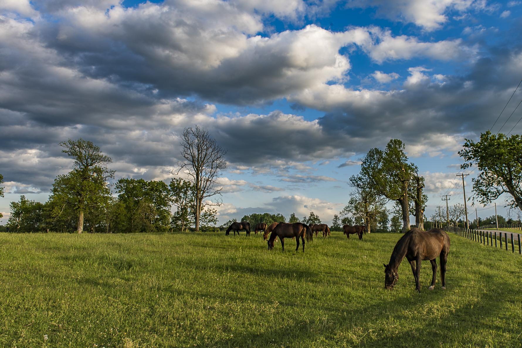 Horses Shannon Run