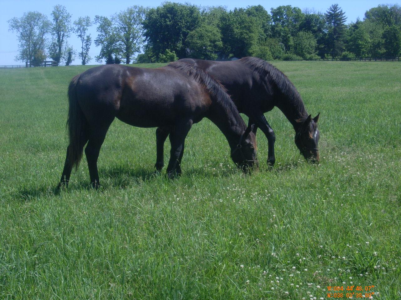 Grazing horses