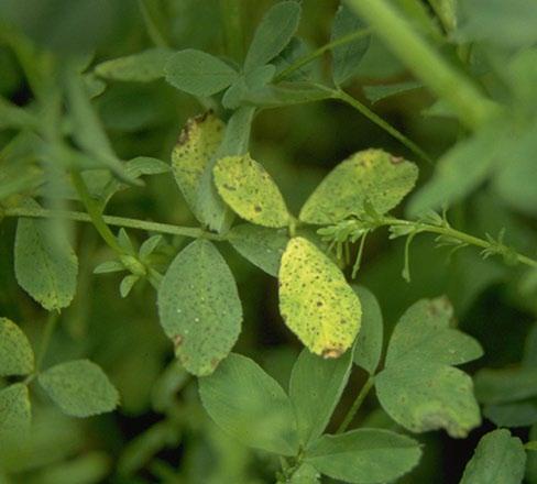 spring black stem leaf spot