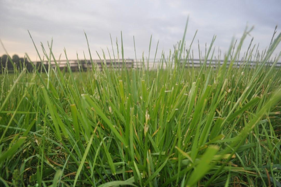 Tall fescue 