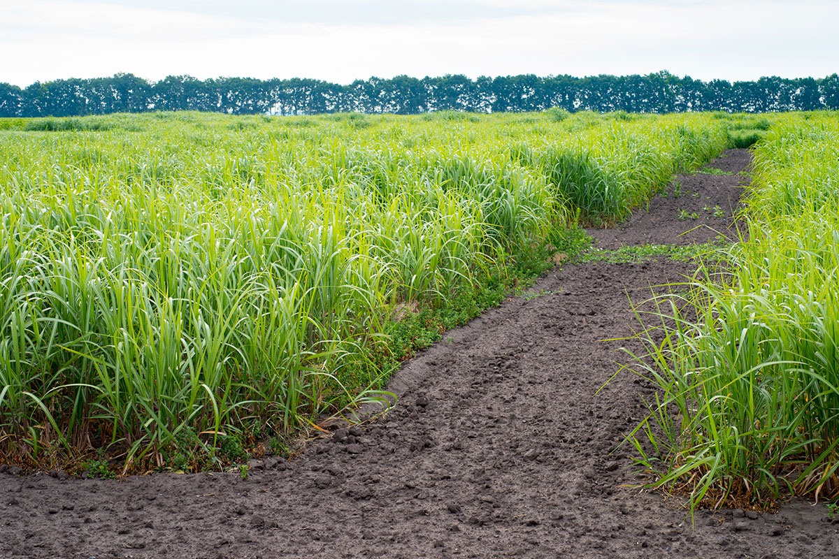 Native Grasses: Forage and Biomass