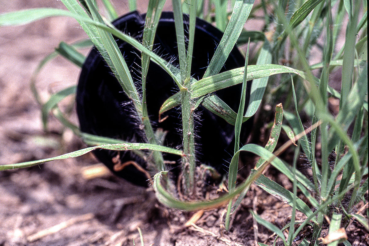 Forage Species