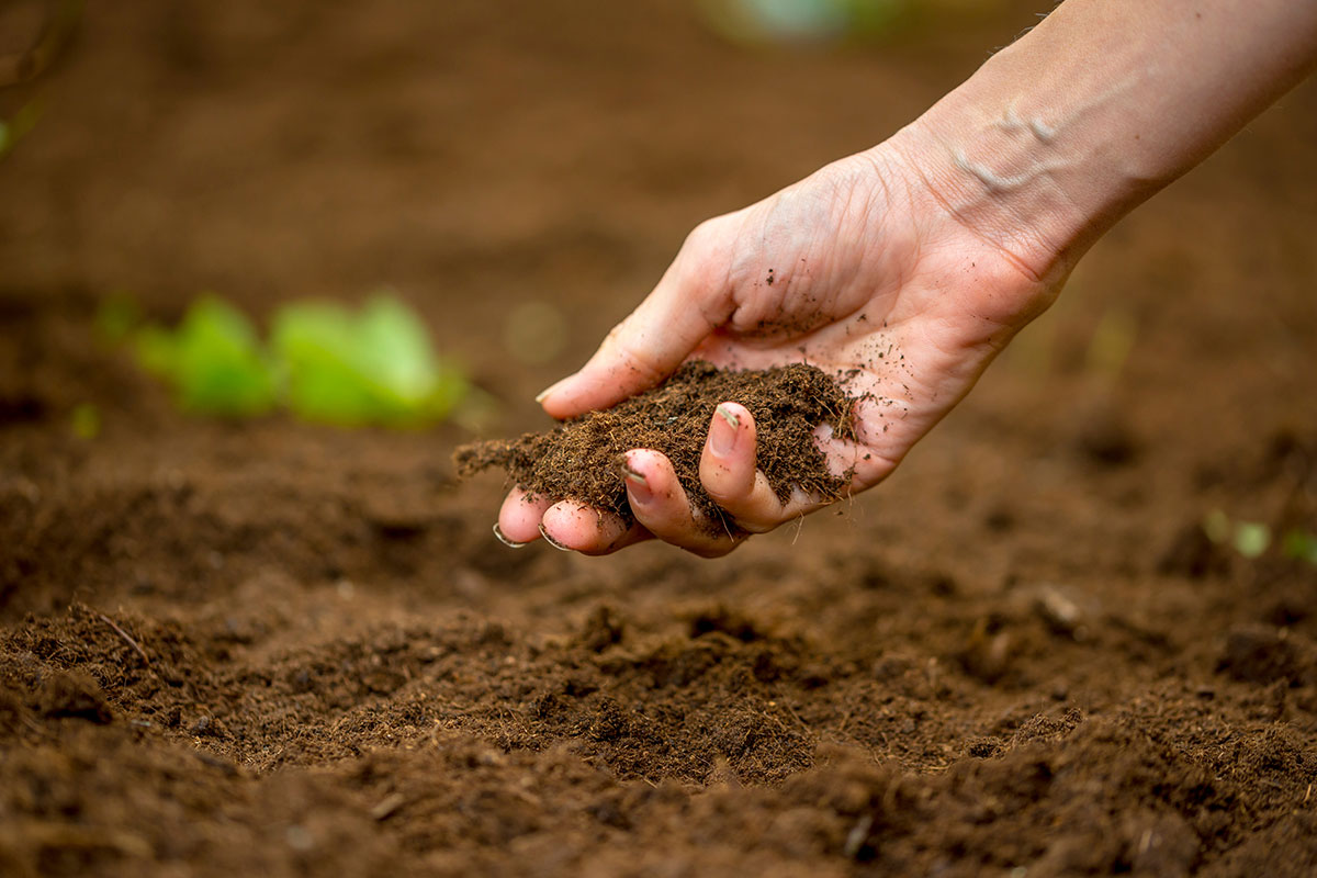 Soils & Fertility