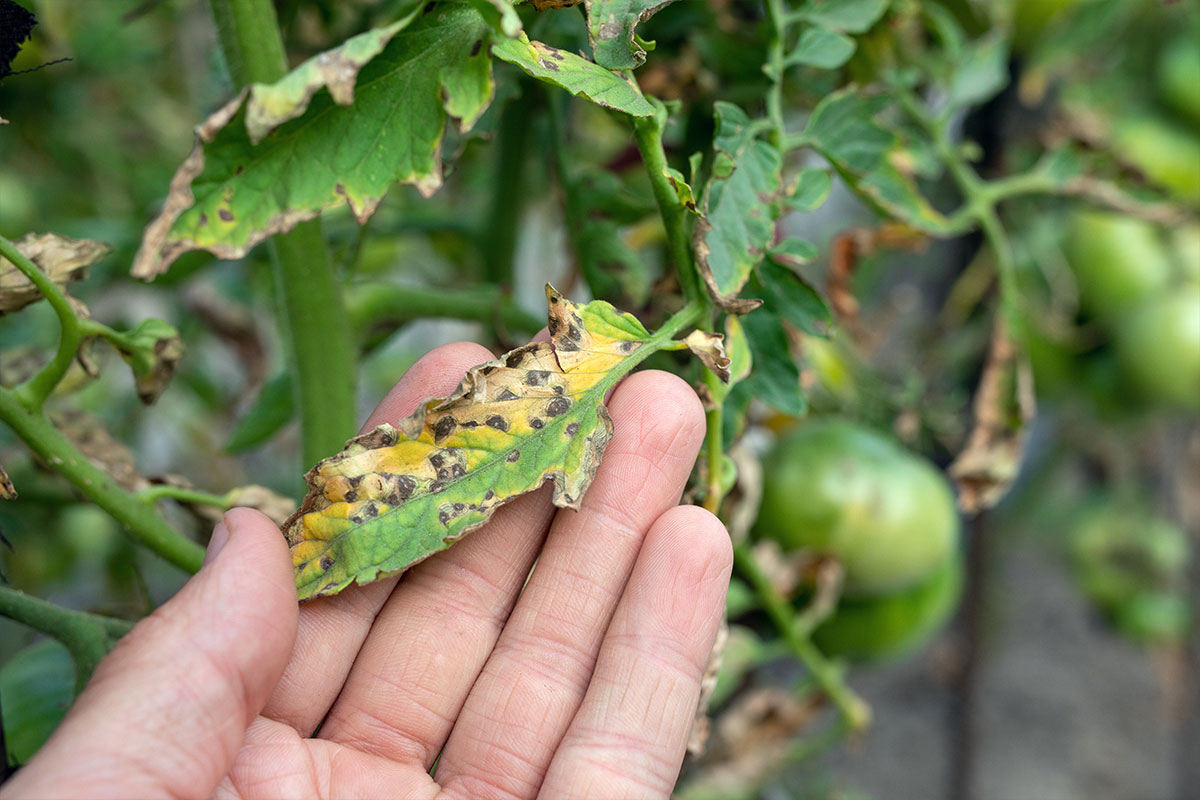 Weeds, Insects & Diseases