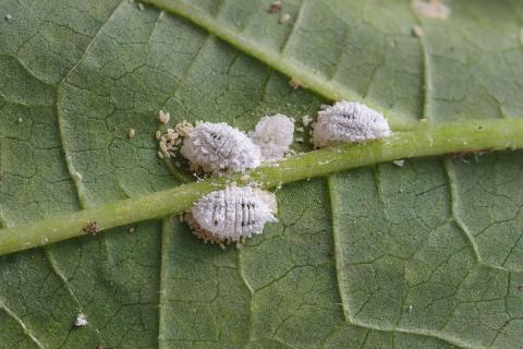 Pseudococcidae and . Aphidoidea on okra leaf